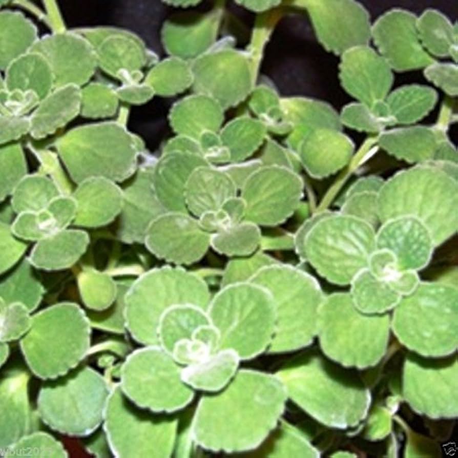 Spanish Thyme flower spikes attracting pollinators