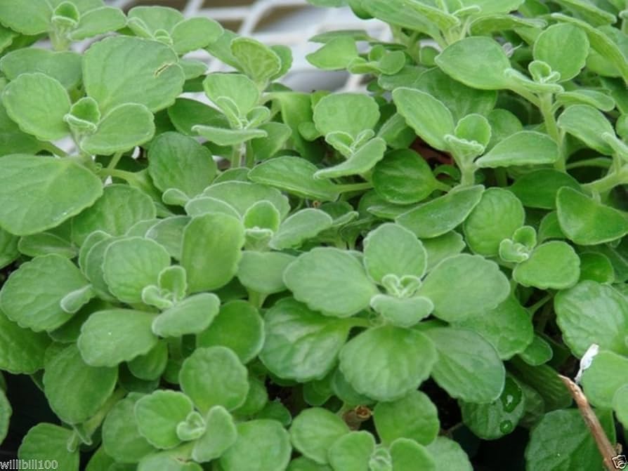 Spanish Thyme seeds Plectranthus amboinicus ornamental foliage