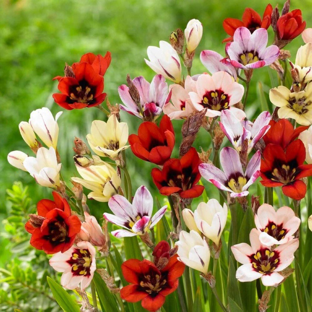 Bright multicolor Sparaxis flowers
