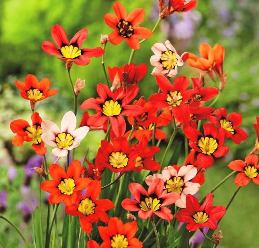 Sparaxis Flowers Blooming in Garden Beds