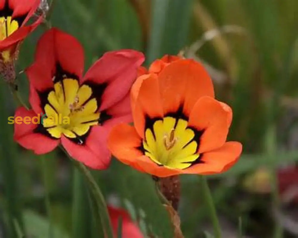 Sparaxis rose seeds for gardens and pots
