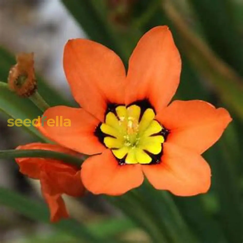 Sparaxis Tricolor Rose Flower Seeds For Planting