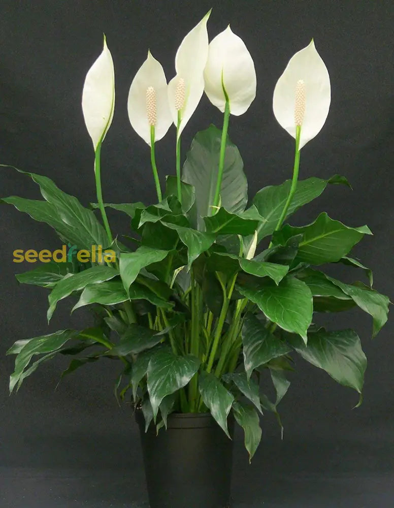 Spathiphyllum Peace Lily Seeds For Easy Planting Flower