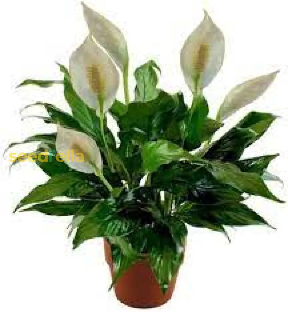 Spathiphyllum Plant Seeds For Lush And Green Indoor Gardens  Seed Air Purifying Elegance Flower