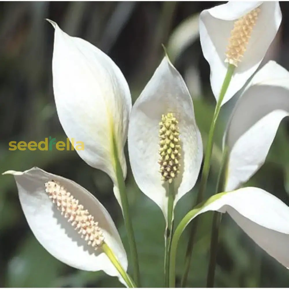 Spathiphyllum Plant Seeds For Lush And Green Indoor Gardens  Seed Air Purifying Elegance Flower