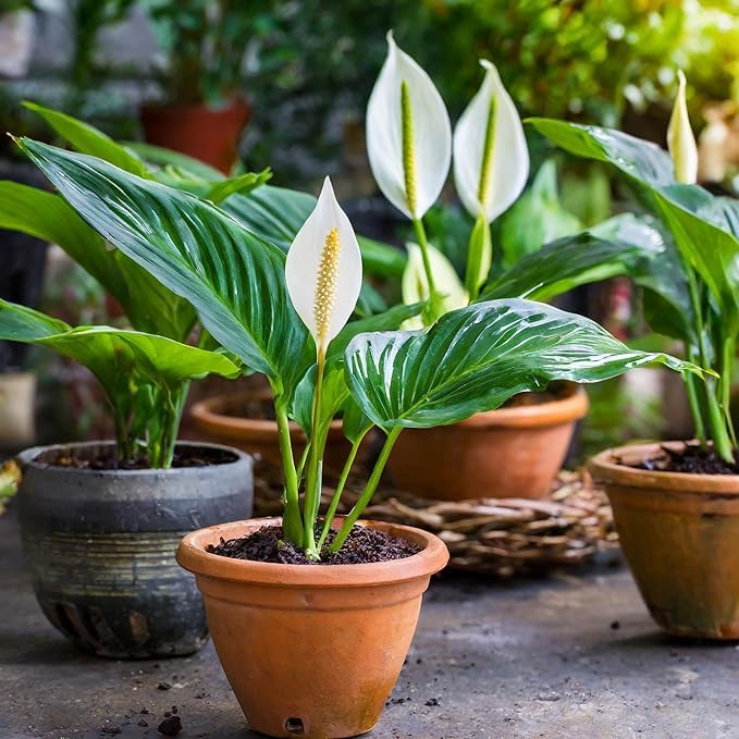 How to Sow Spathiphyllum Seeds