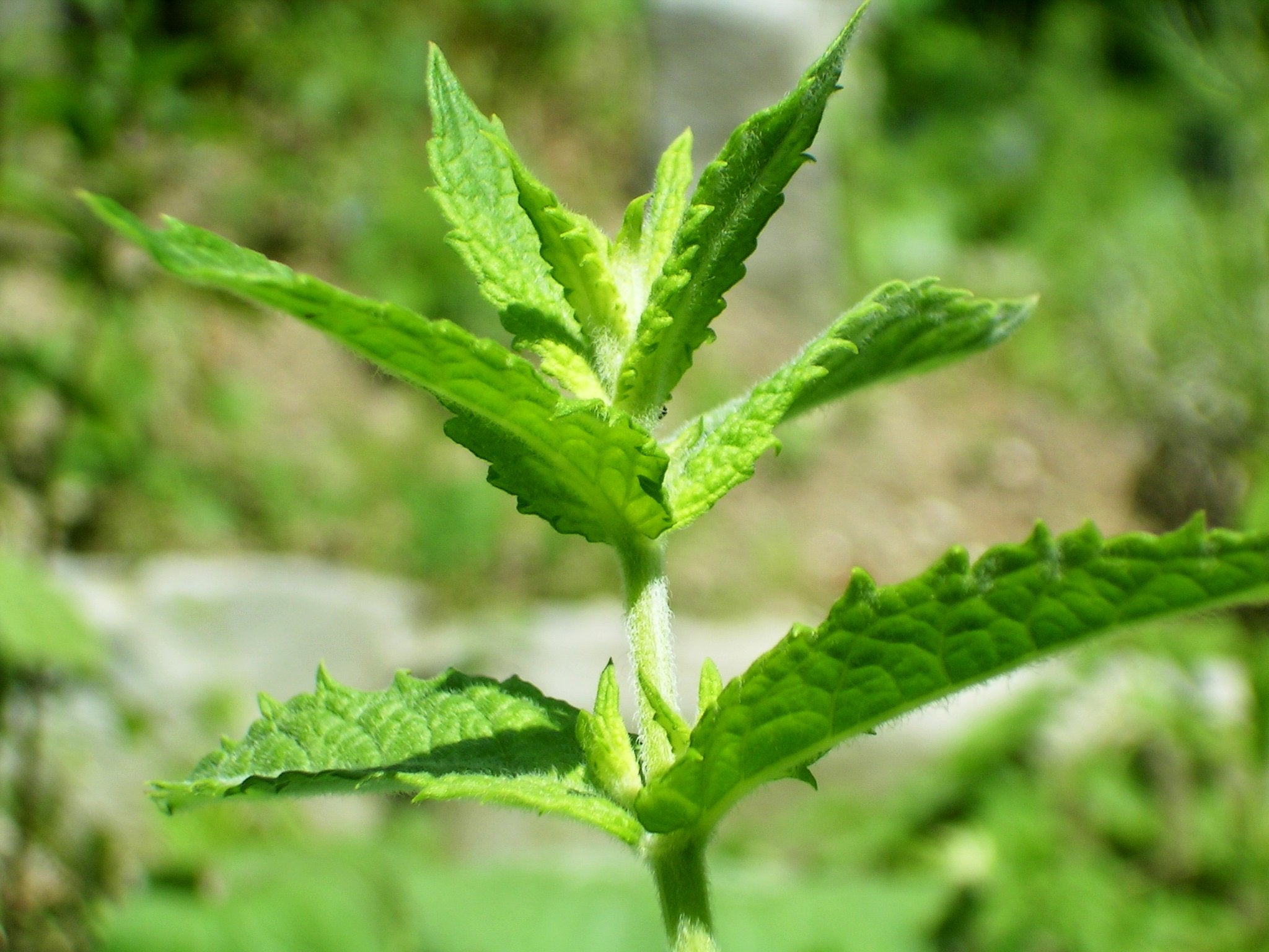 Lavender Flowers of Spearmint Herb in Bloom