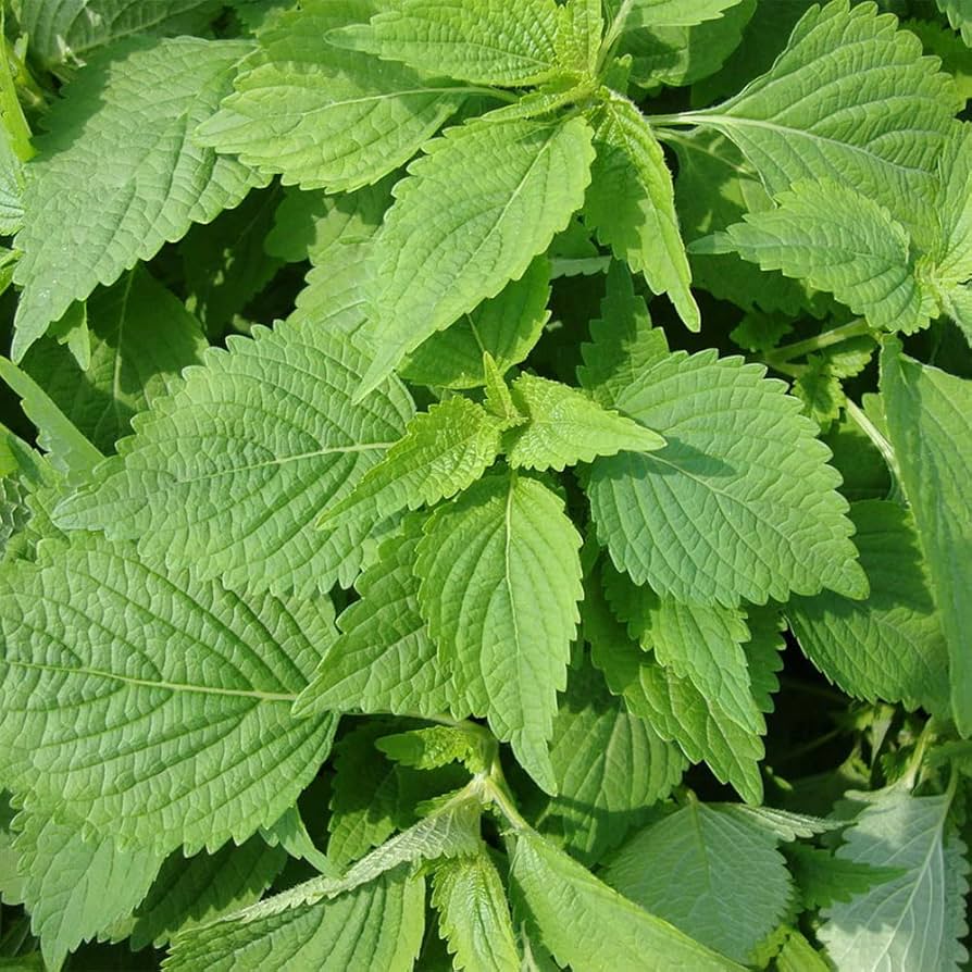 Spearmint growing in an outdoor garden bed