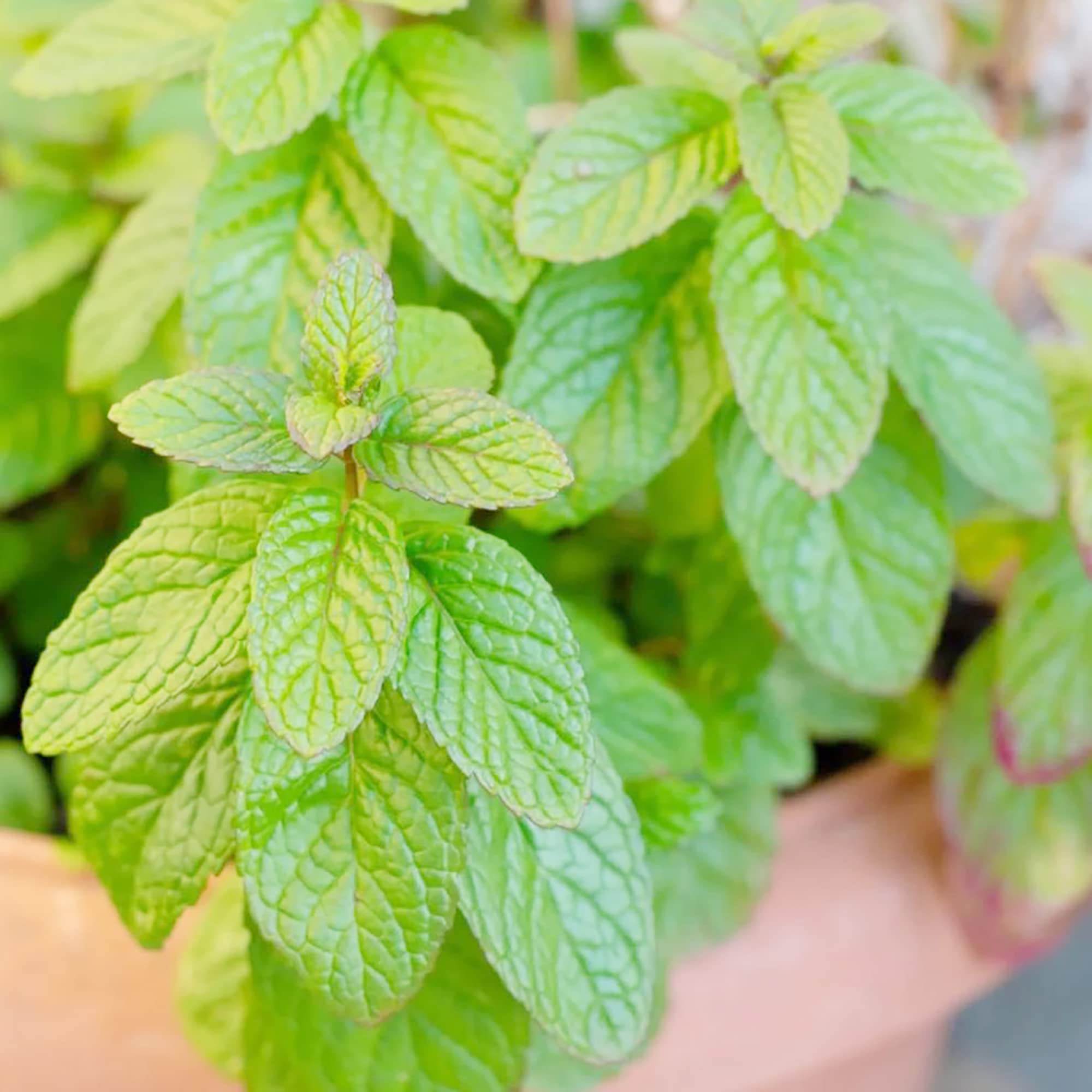 Spearmint herb seeds for planting