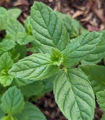 Close-Up of Spearmint Leaves with Bright Green Foliage