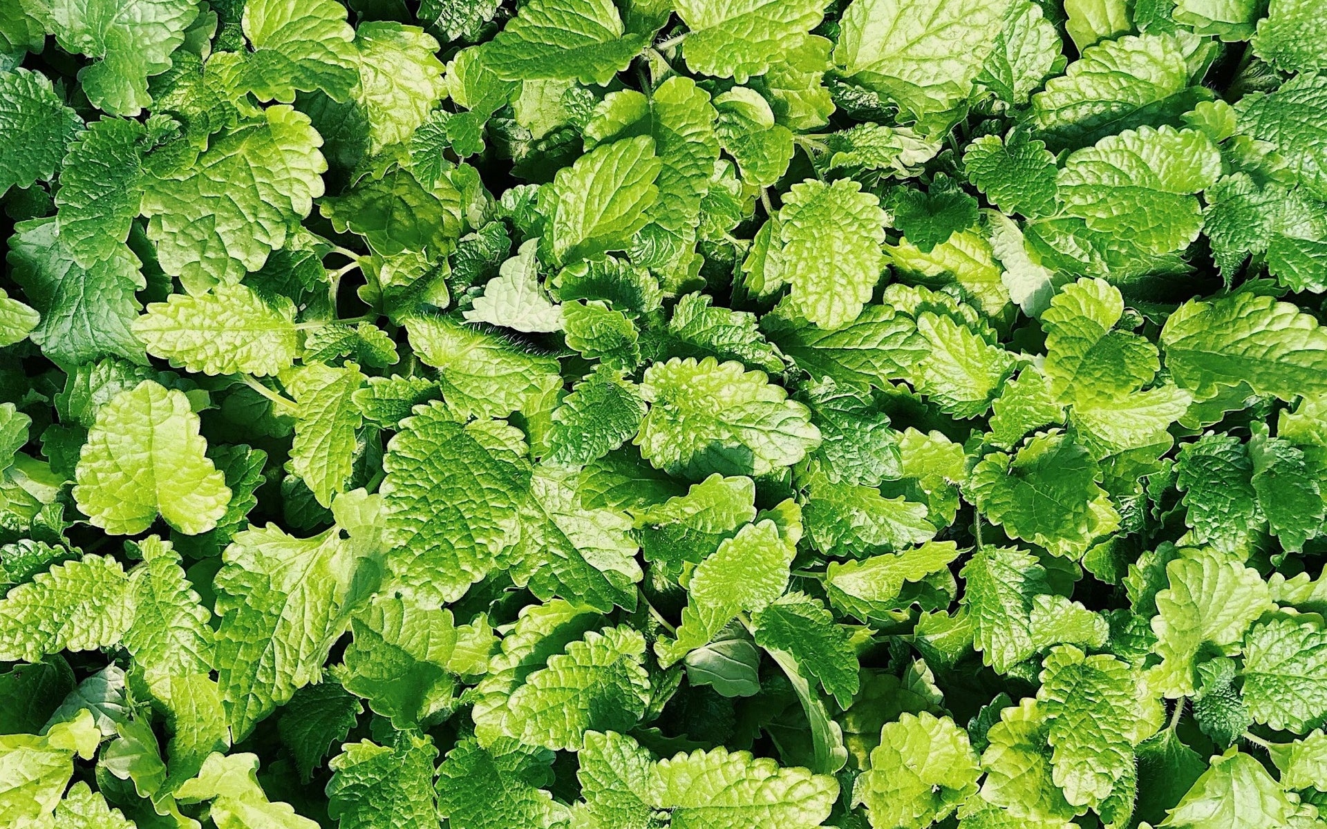 Spearmint seeds non GMO for planting