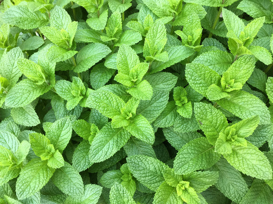 Spearmint Seeds – Mentha spicata English Mint Variety