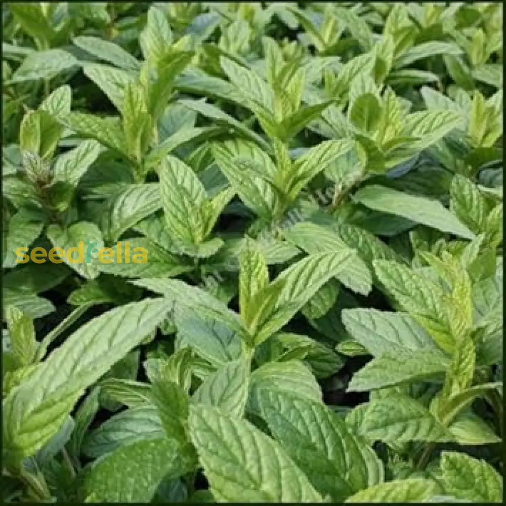 Spearmint Vegetable Seeds For Planting - Fresh Herb Seed Gardens And Pots Seeds