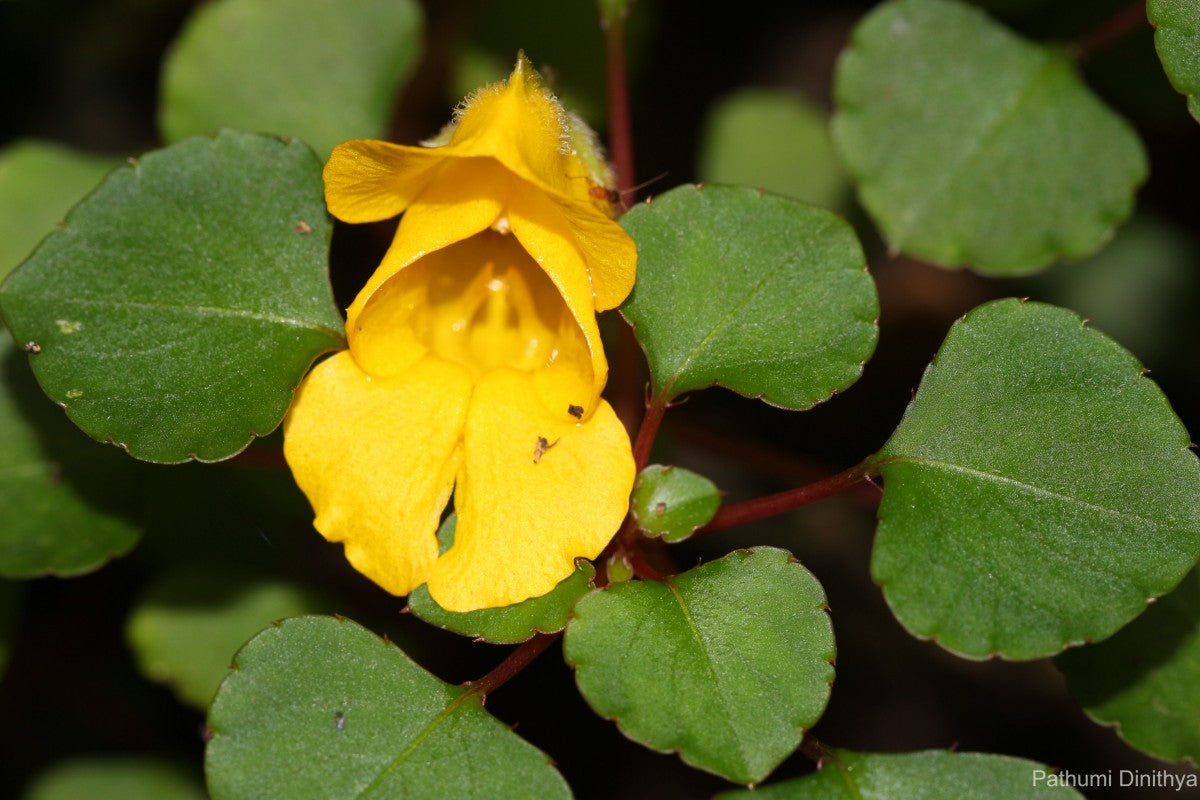 Balsam Flower Seeds - Yellow Blooms For Your Garden Planting