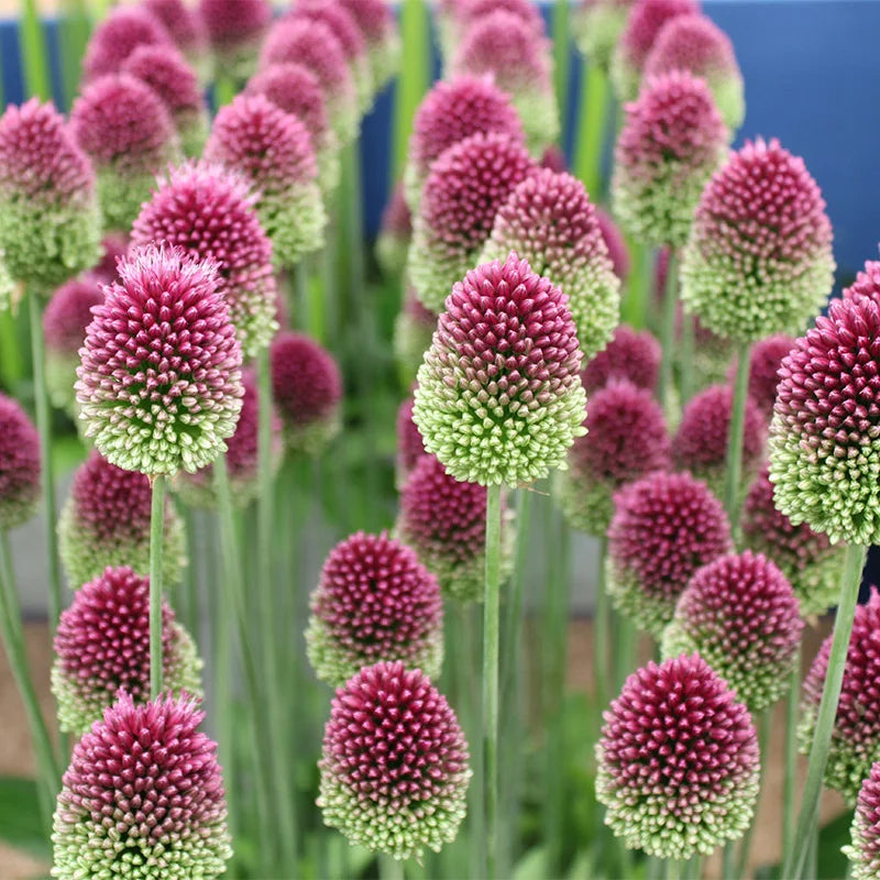 Sphaerocephalon Flower Seeds for Vibrant Garden Displays