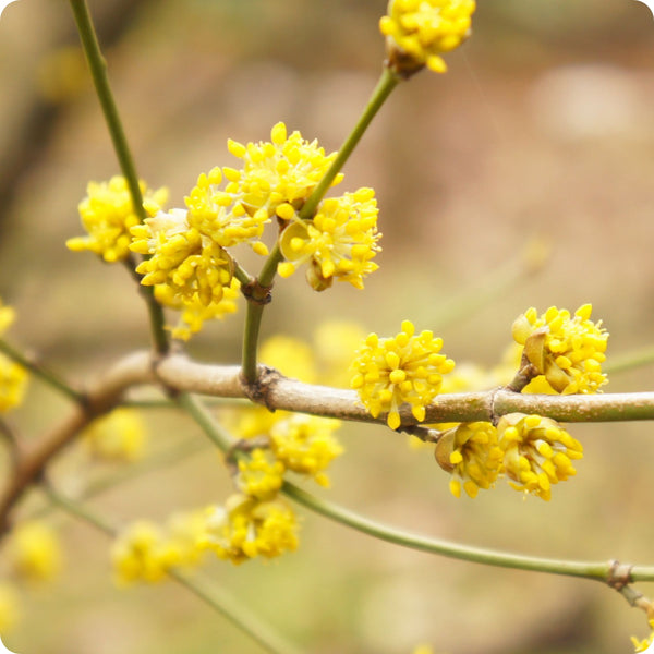 Spicebush seeds Lindera benzoin native aromatic shrub