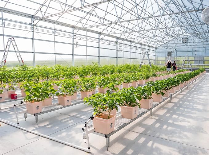 Spicy Buena Mulata pepper seeds ideal for planting