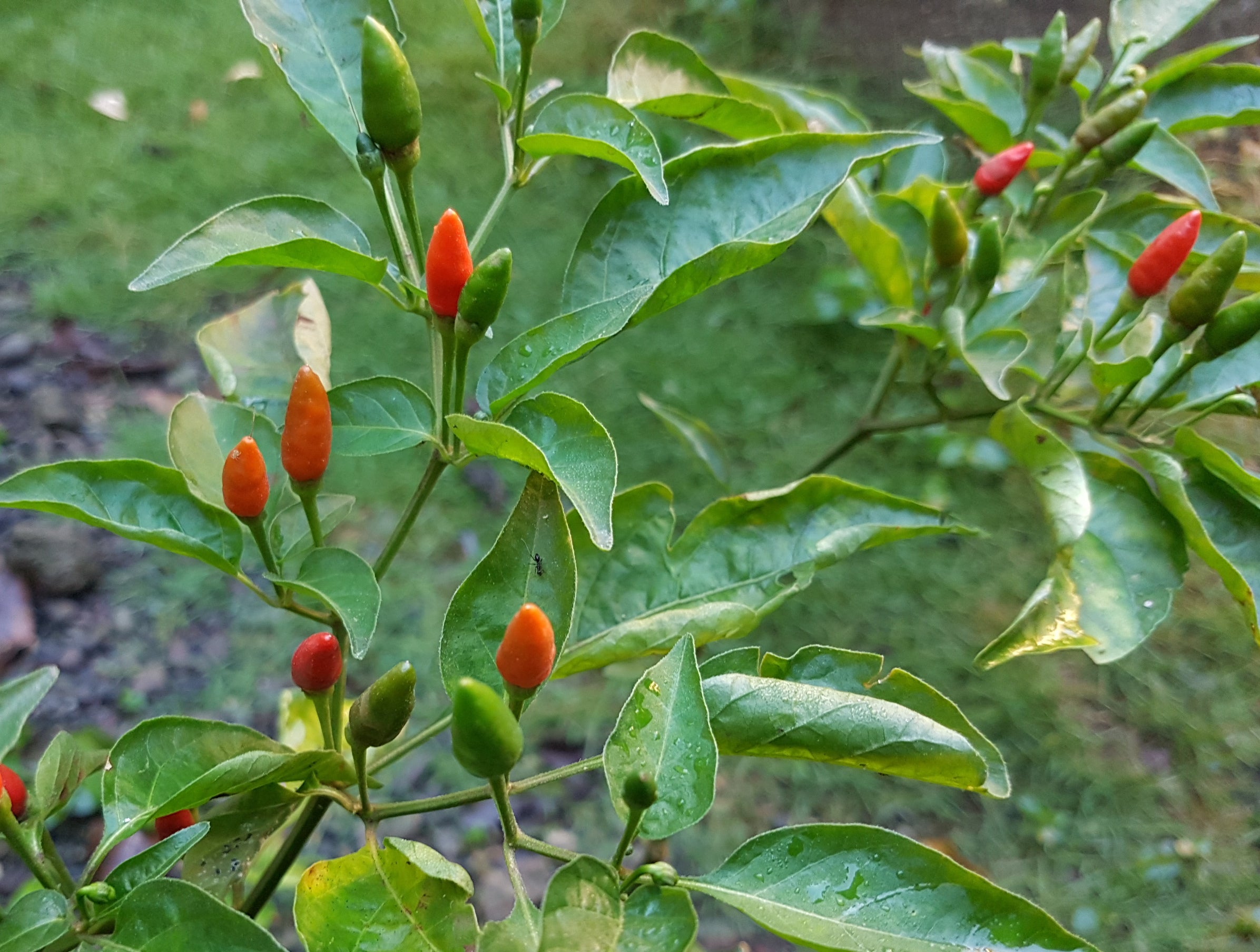 Harvest-ready Spicy Mixed Labuyo chili peppers from seeds