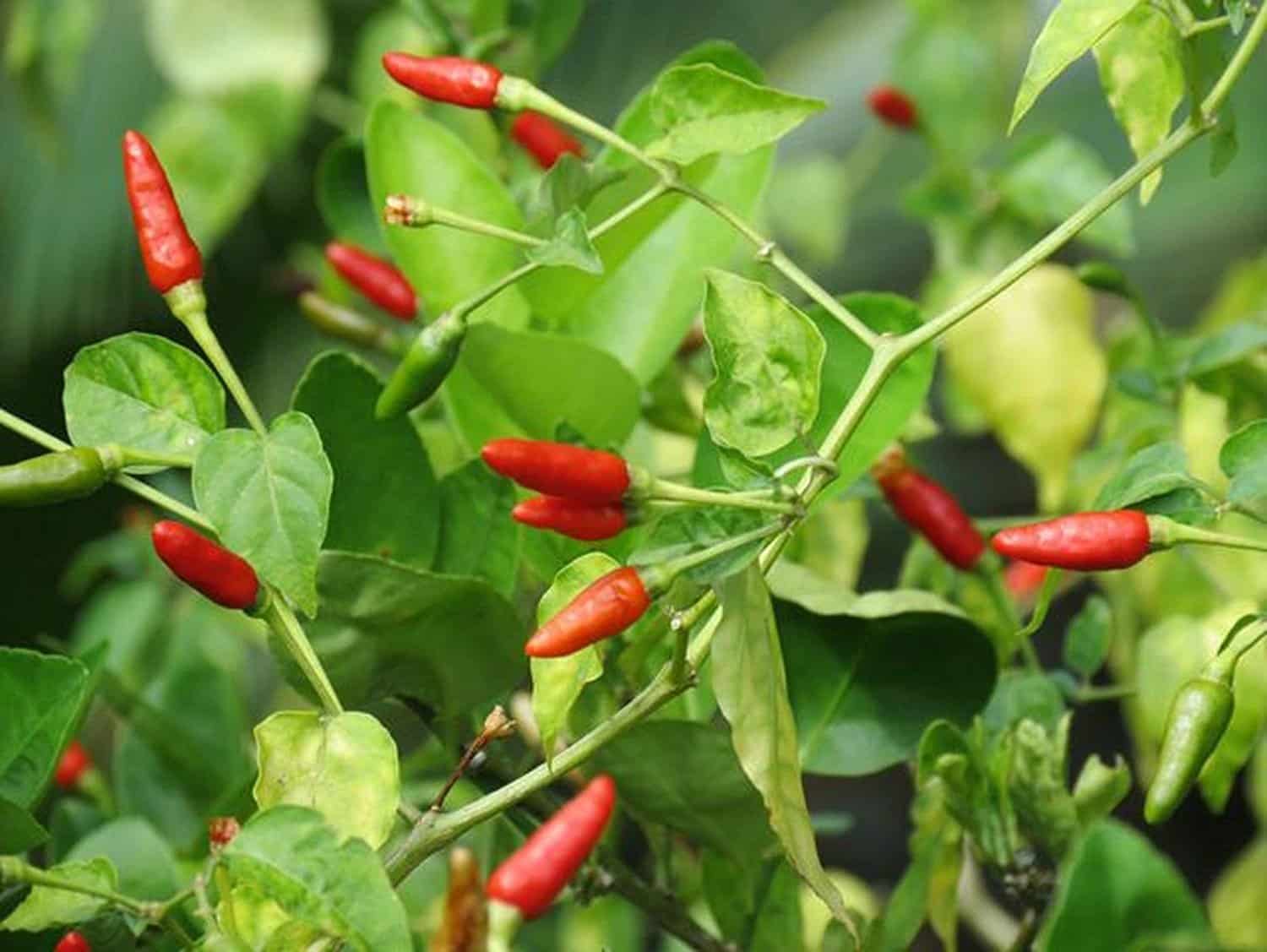 Spicy Mixed Labuyo chili pepper seeds for home garden planting, non-GMO