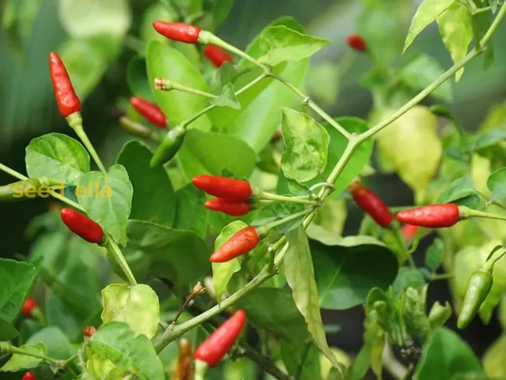 Spicy Mixed Labuyo Vegetable Seeds For Planting Seeds