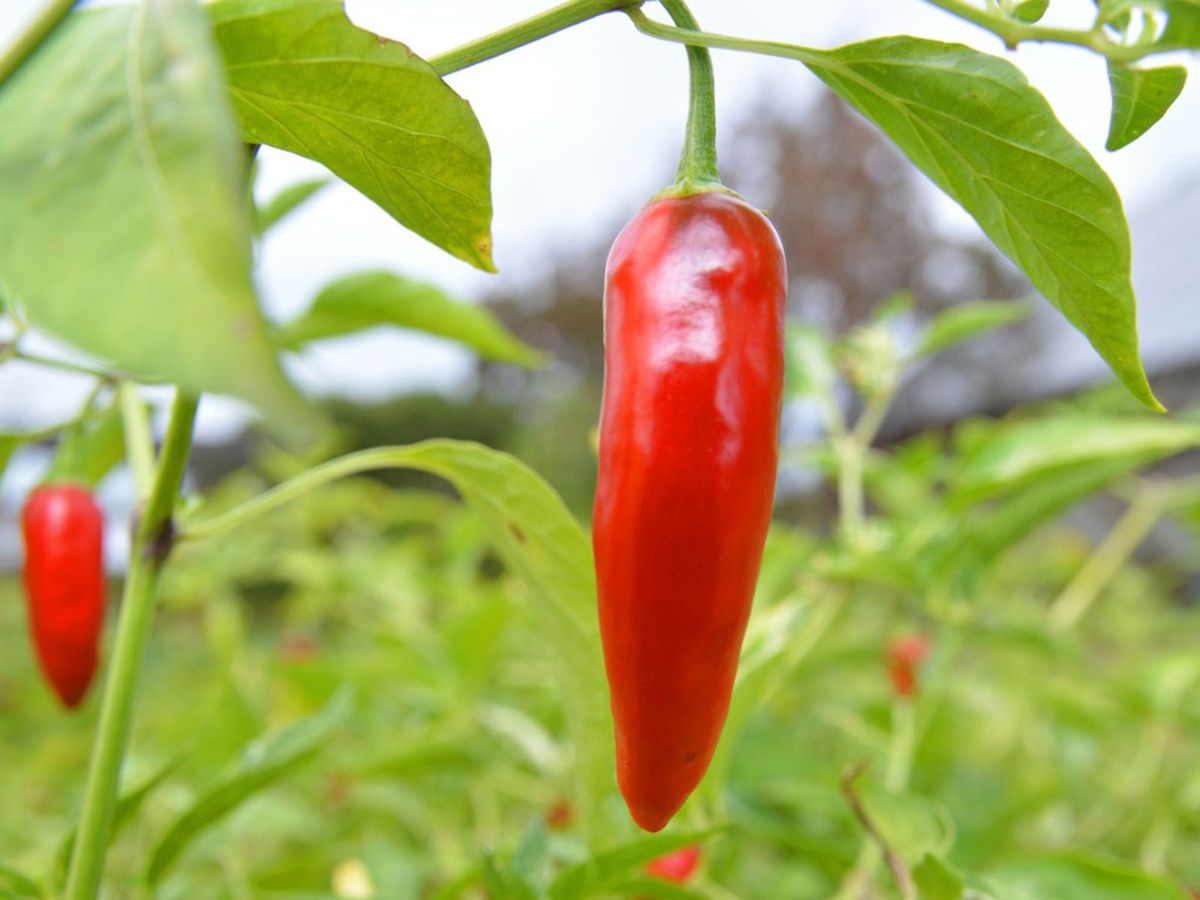 Spicy Thai Hot Pepper seeds ideal for planting