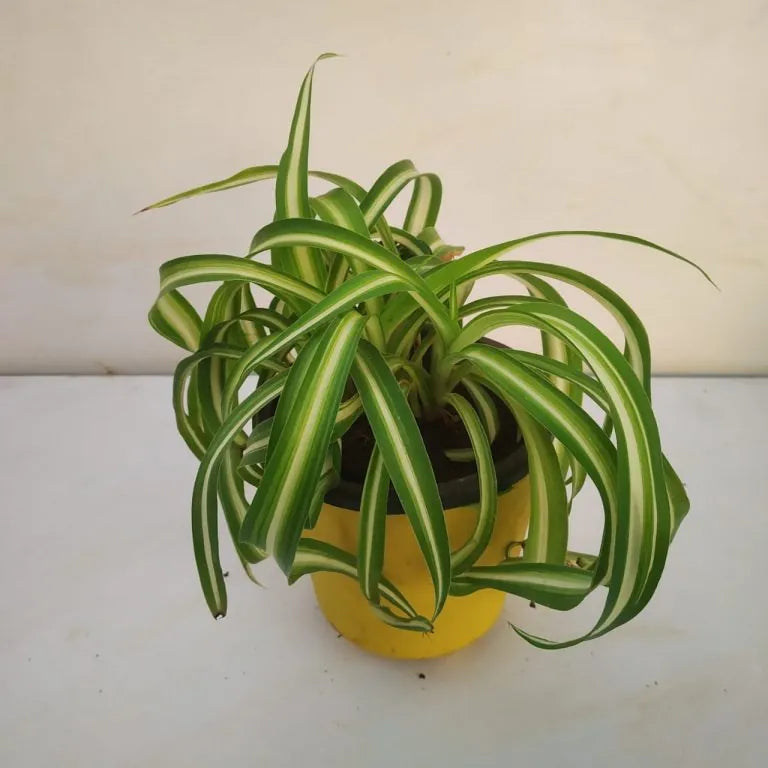 Chlorophytum Flower seeds for Planting Seasonal Bloomer Heirloom & GMO Free Seeds for Home Garden 
 
 Sale for planting in home garden