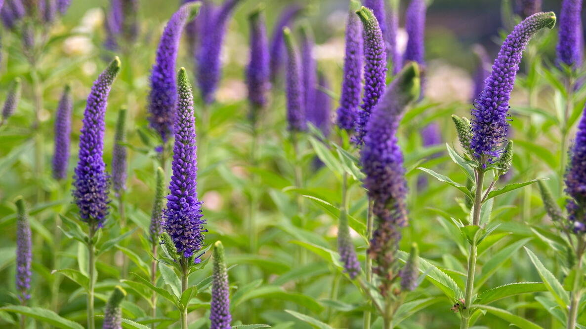 Blue Bouquet Veronica in full summer bloom in garden setting