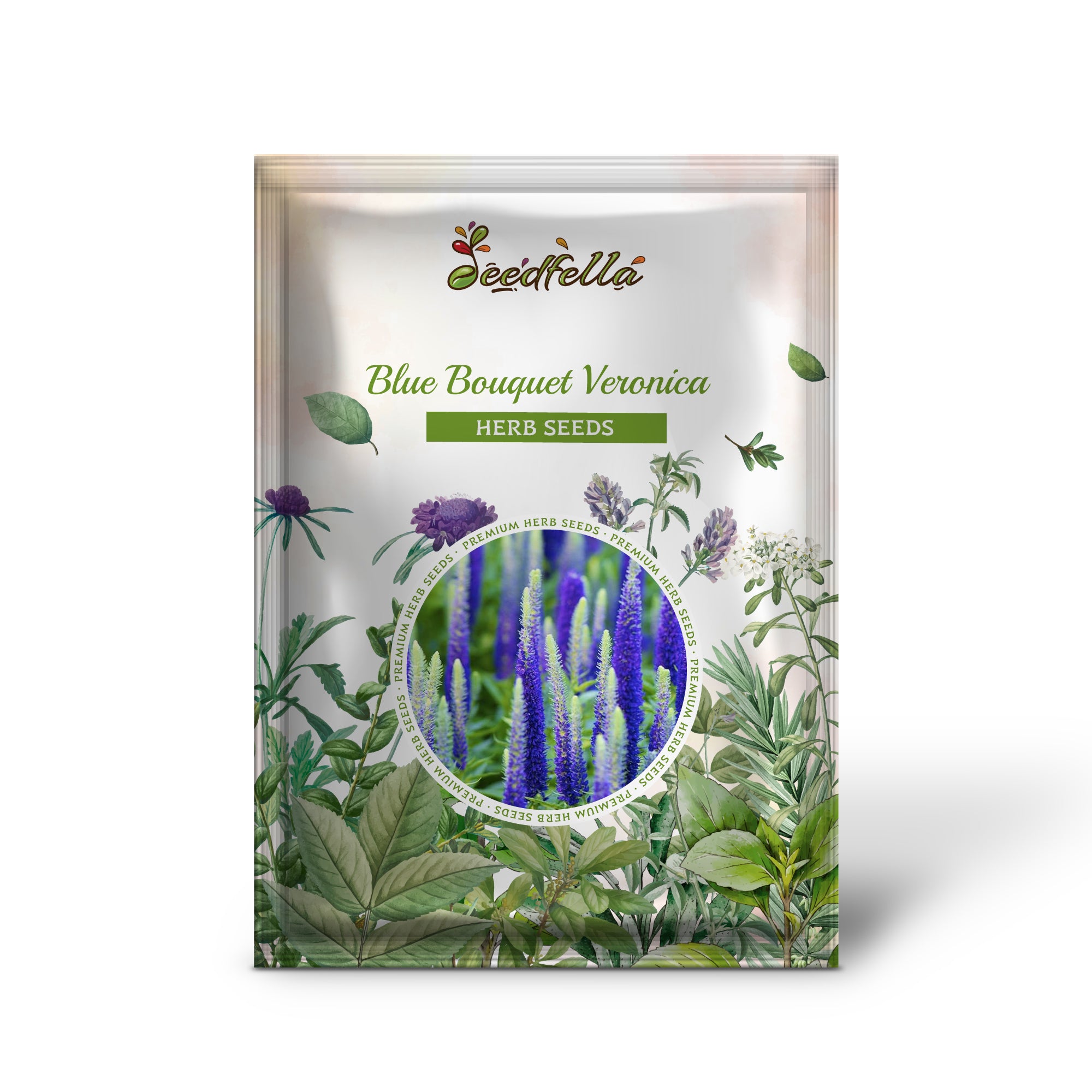 Close-up of Blue Bouquet Speedwell seeds