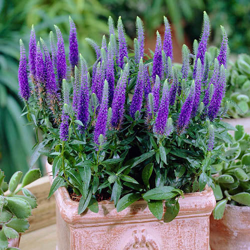 Speedwell seeds sprouting into seedlings