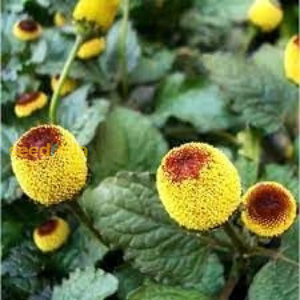 Spilanthes Flower Planting For Colorful Gardens  Seeds Vibrant And Unique Blooms