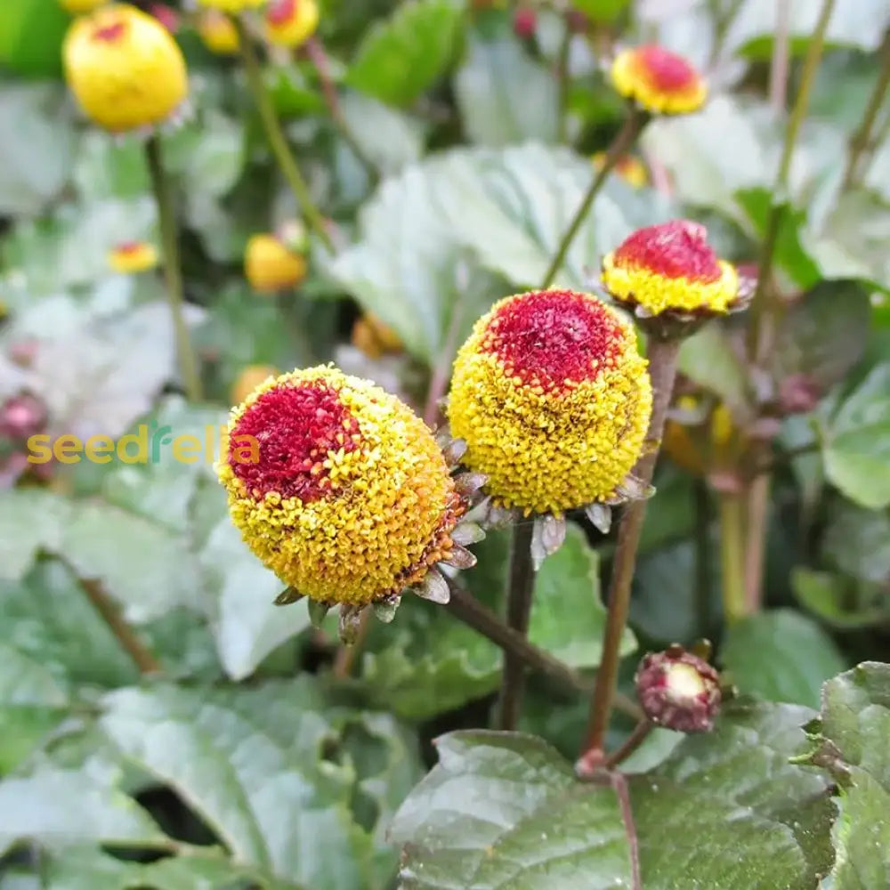  Spilanthes seeds for planting vibrant yellow blooms