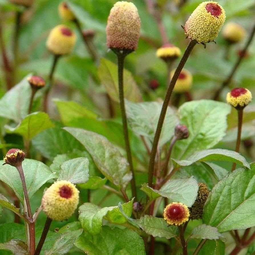 Spilanthes oleracea Toothache Plant in Garden Bed