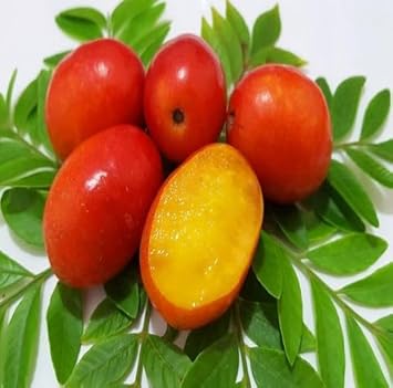 Spondias Purpurea Seeds for Planting, Easy Guide for Growing Tangy Tropical Fruits