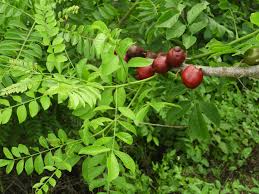 Step-by-Step Guide for Planting Spondias Purpurea Seeds in Your Garden