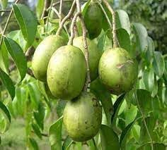 Spondias seeds for planting in fruit gardens