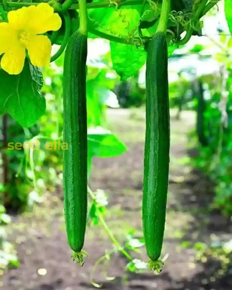 Sponge Gourd plants growing on fence