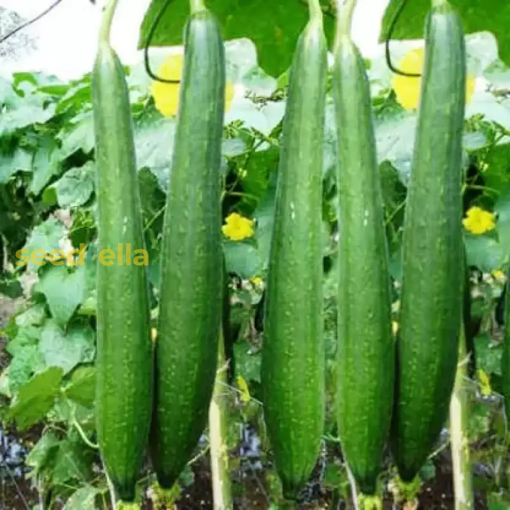 Sponge Gourd seedlings sprouting in soil
