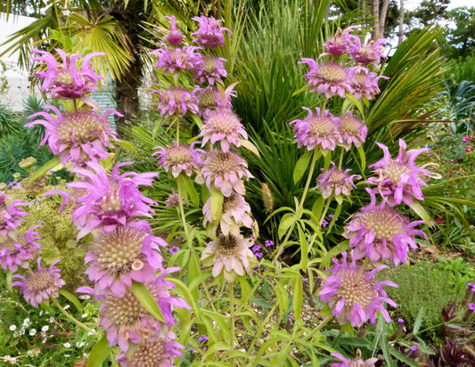 Spotted Bee Balm Seeds Monarda punctata Horsemint Dotted Mint Plant