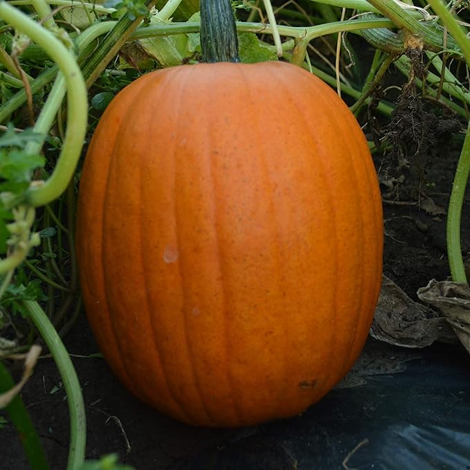 Pumpkin vines spreading in garden