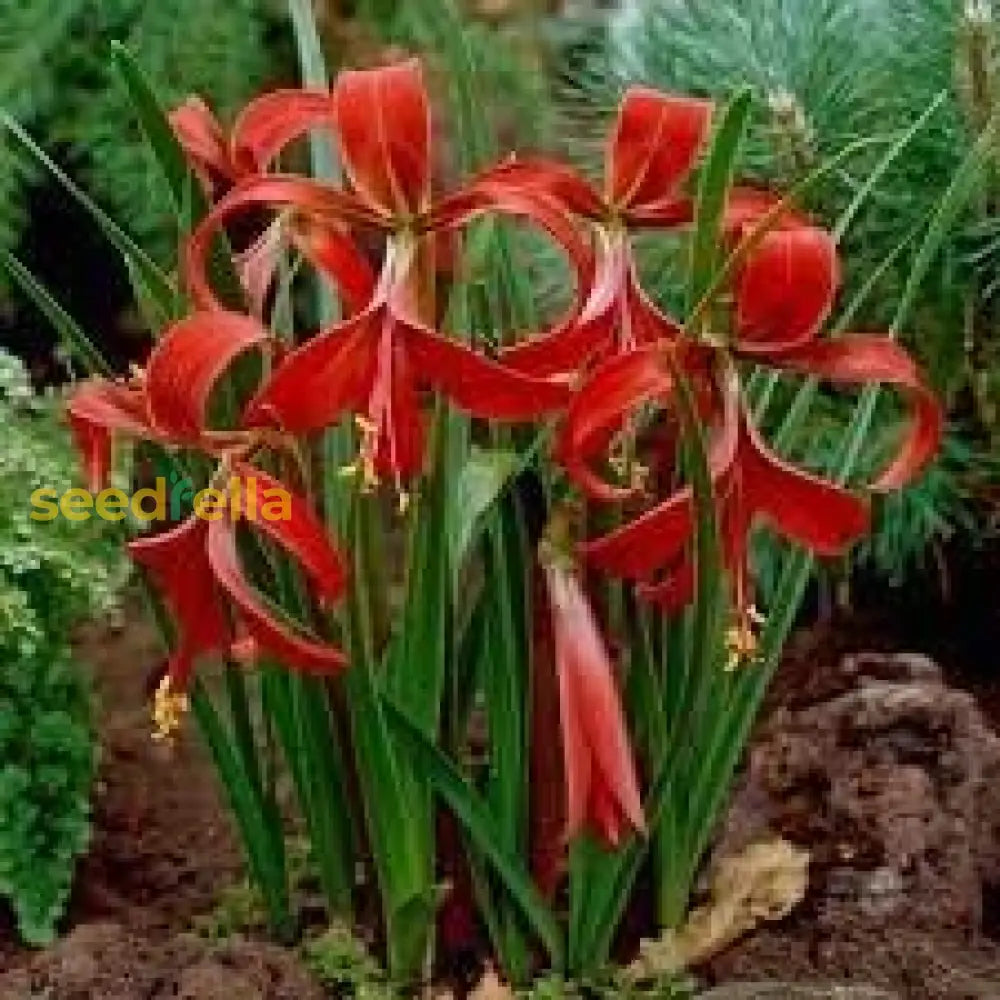 Sprekelia Flower Seeds For Planting - Unique And Vibrant Blooms Your Garden