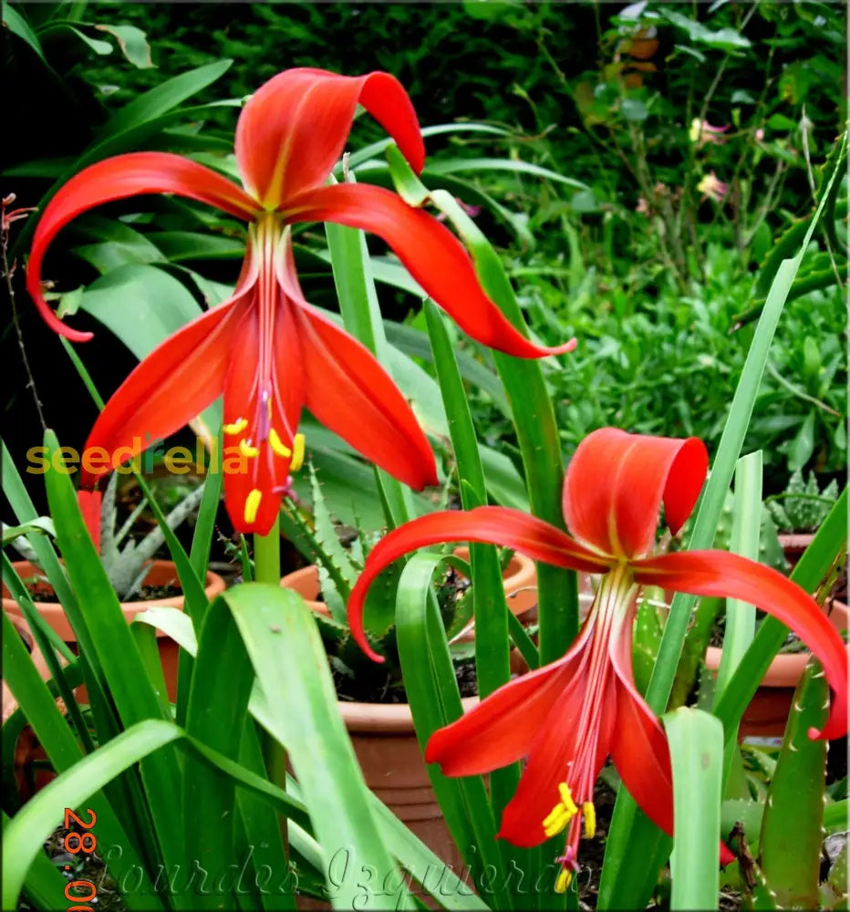 Sprekelia Flower Seeds For Planting - Unique And Vibrant Blooms Your Garden