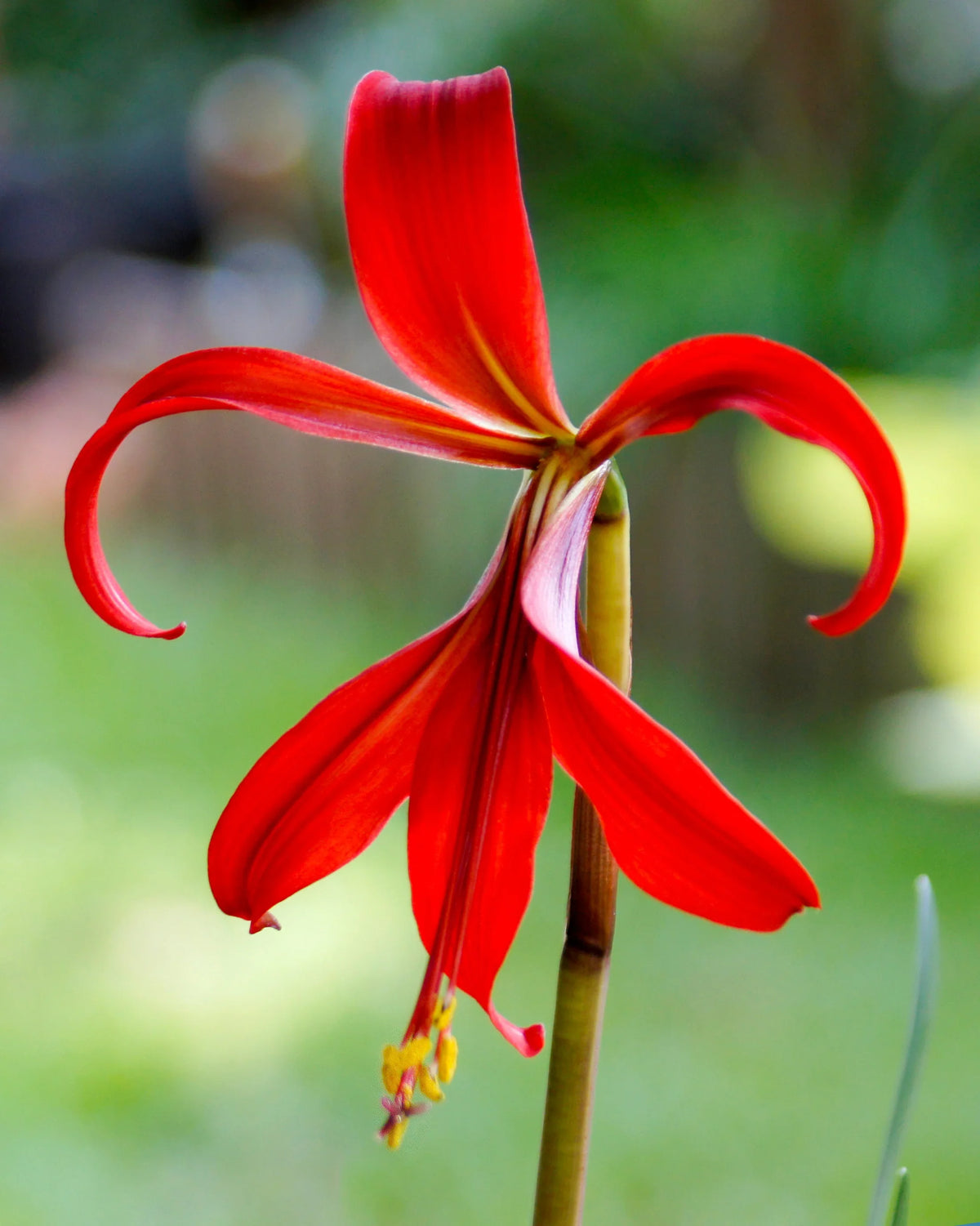 Sprekelia Flower seeds for Planting - Perfect for Borders, Heirloom & GMO Free Seeds for Home Garden
 
 Sale seeds for home garden