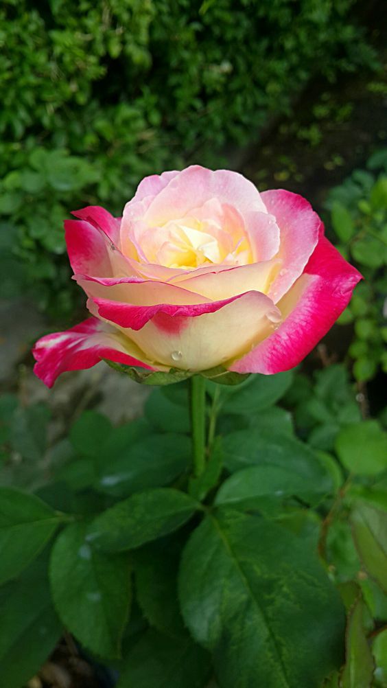 Spring Yellow and Pink Roses for Garden Beds