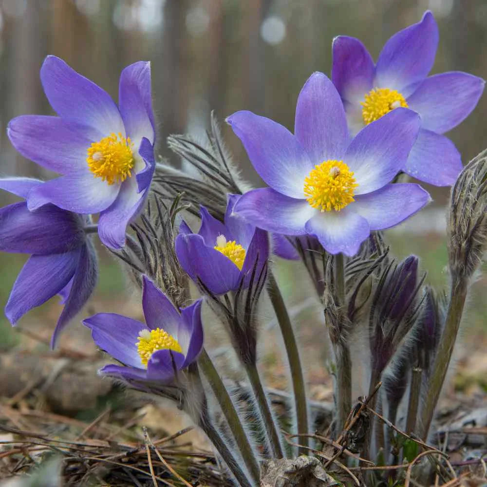 Spring Blooming Anemone Pulsatilla in Garden