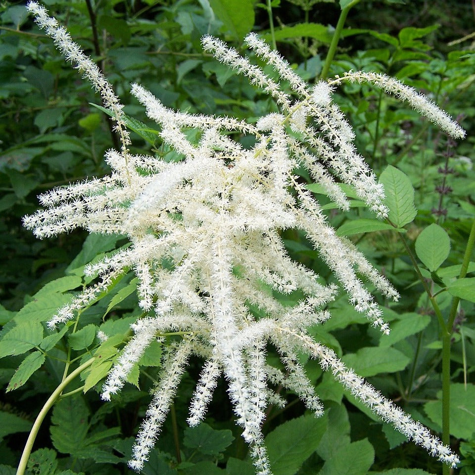 Spring Blooming Aruncus White Flowers
