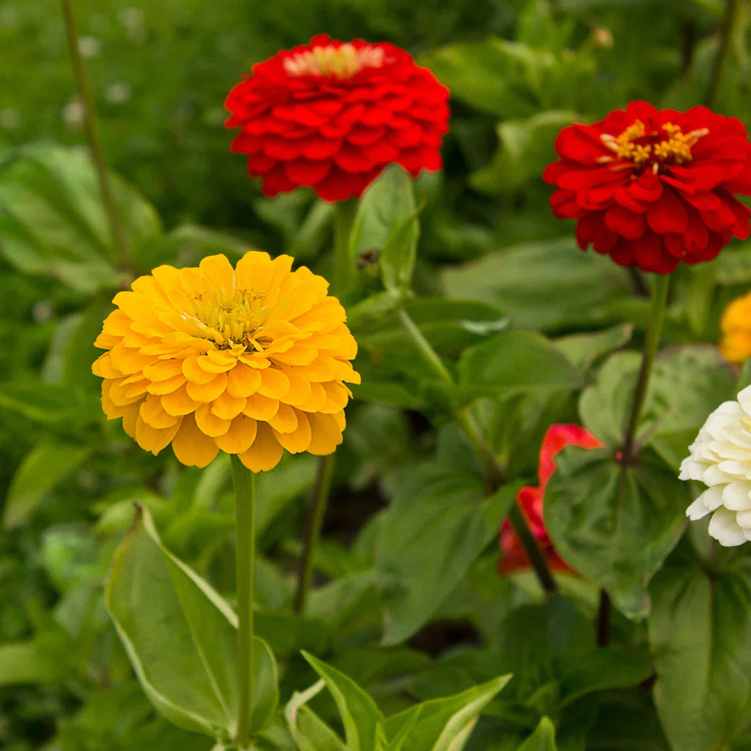 Spring Blooming Dark Yellow Zinnia Flowers