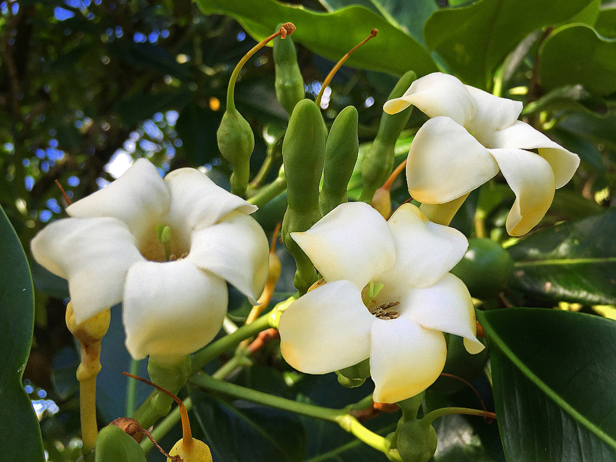 Spring Blooming Fagraea Fragrant Flowers