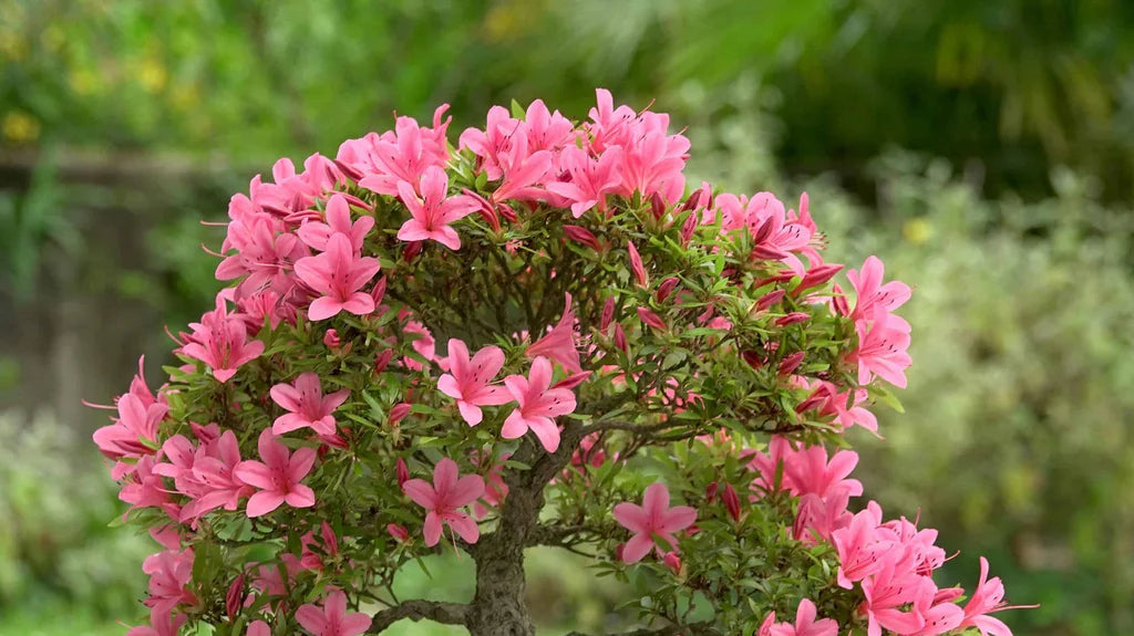 Spring Blooming Pink Azalea Flowers