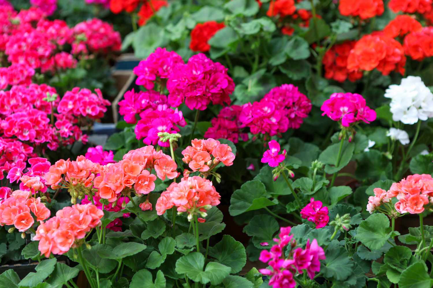 Spring Blooming Pink Geranium Plants in Garden