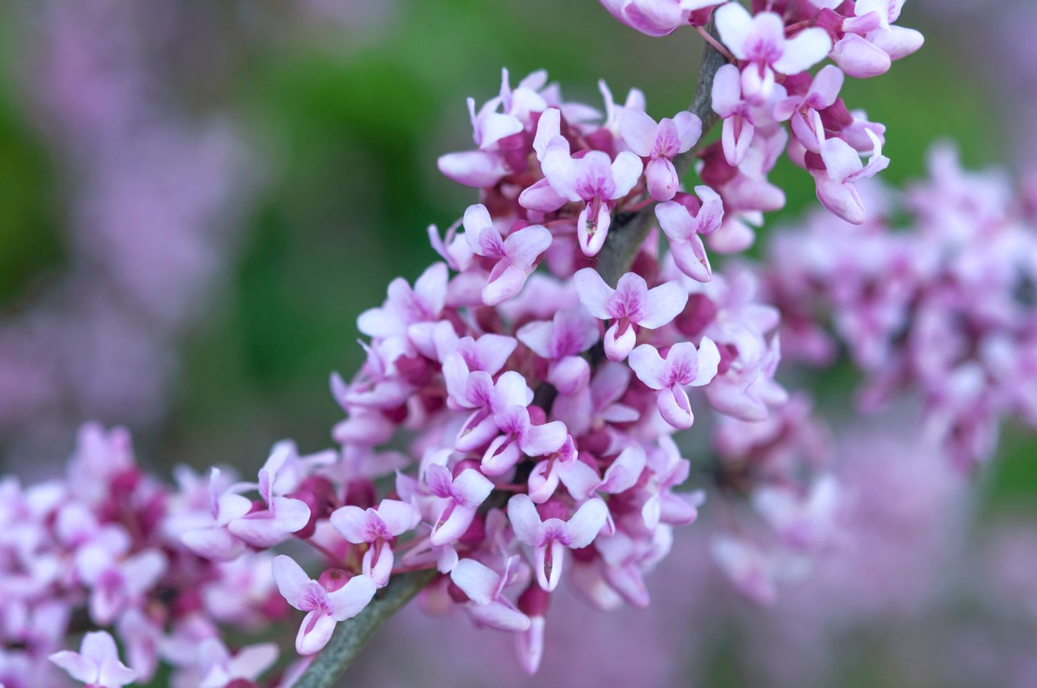 Spring Blooming Baby Pink Redbud Tree
